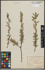 Foto von Salix purpurea L. x Salix repens L.